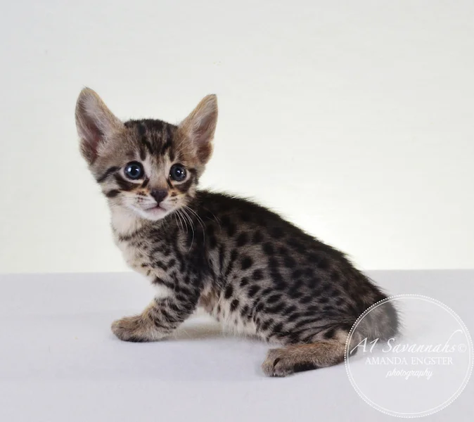 A1 Savannahs F5 Male Keton