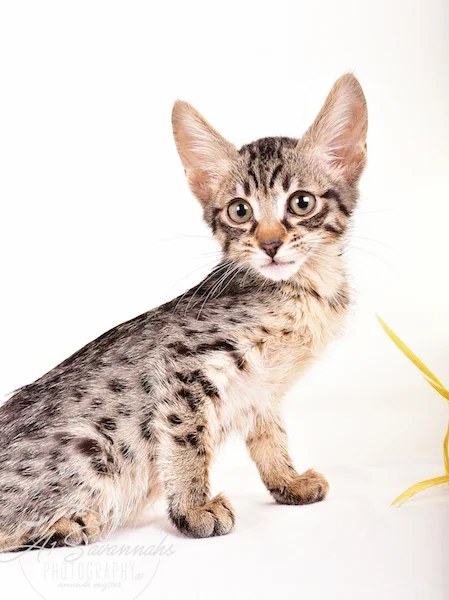 A1 Savannahs F5 Male Keton