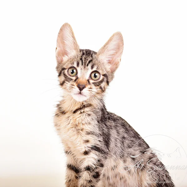 A1 Savannahs F5 Male Keton