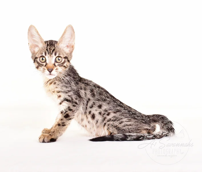 A1 Savannahs F5 Male Keton