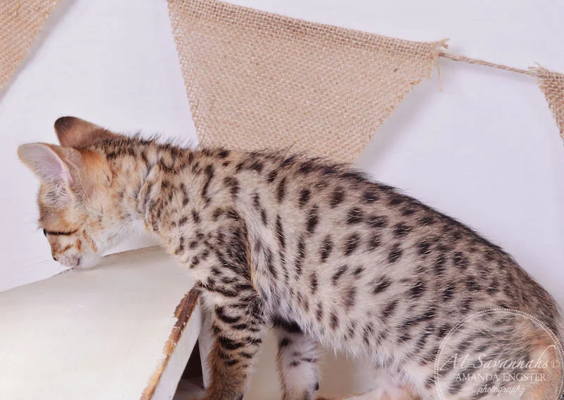 A1 Savannahs F3 Female Tasha