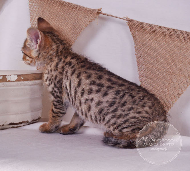 A1 Savannahs F3 Female Tasha