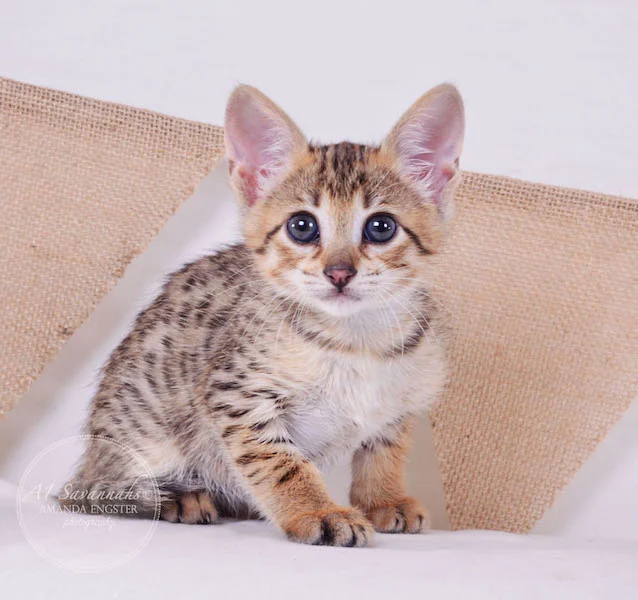 A1 Savannahs F3 Female Tasha