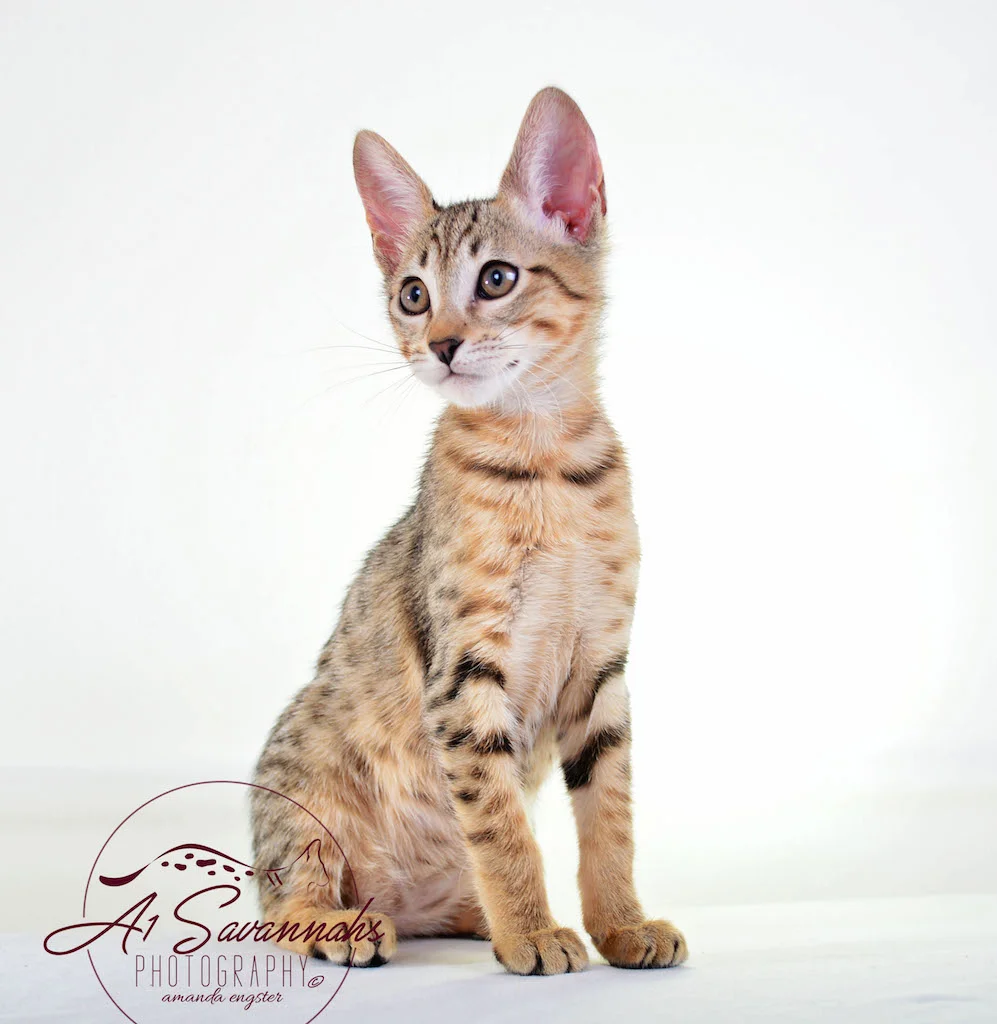 A1 Savannahs SBT Female Sophia