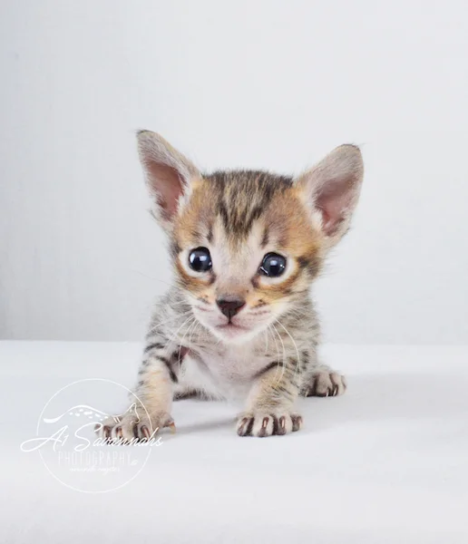 A1Savannahs Syrus SBT Male Savannah Kitten
