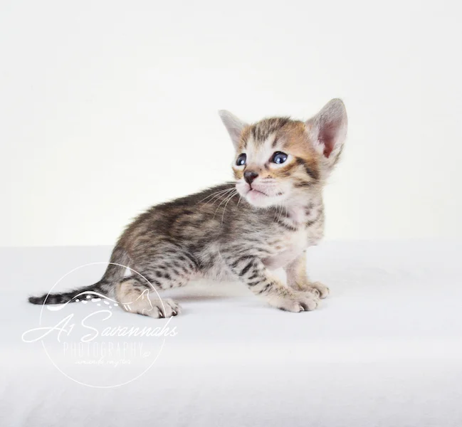 A1Savannahs Syrus SBT Male Savannah Kitten