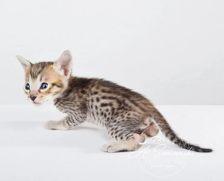 A1Savannahs Syrus SBT Male Savannah Kitten