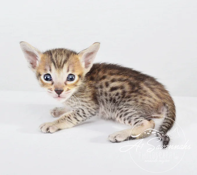 A1Savannahs Syrus SBT Male Savannah Kitten