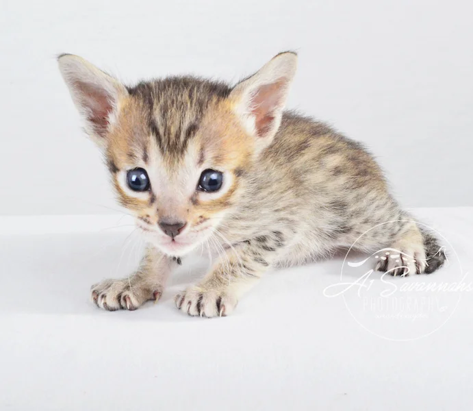 A1Savannahs Syrus SBT Male Savannah Kitten