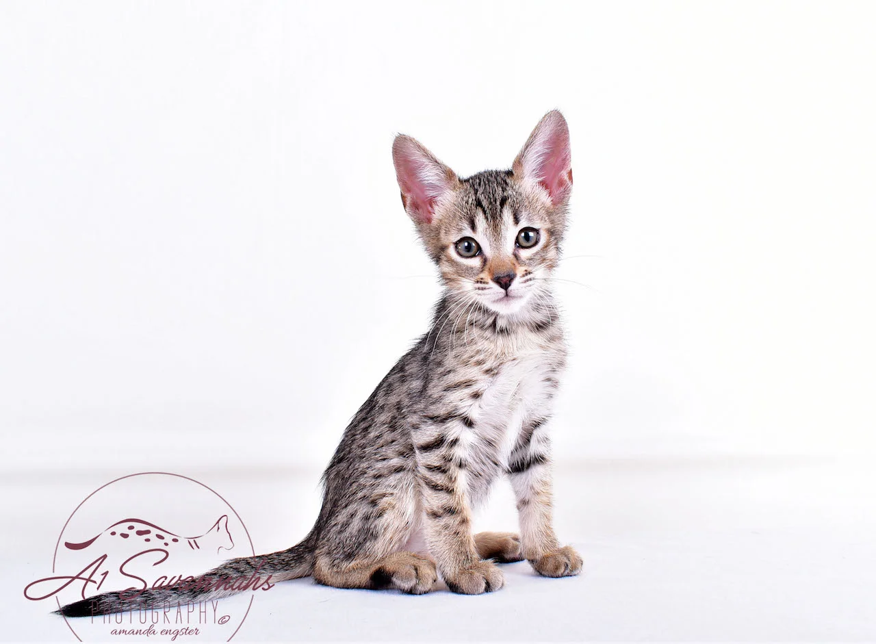 A1Savannahs Syrus SBT Male Savannah Kitten