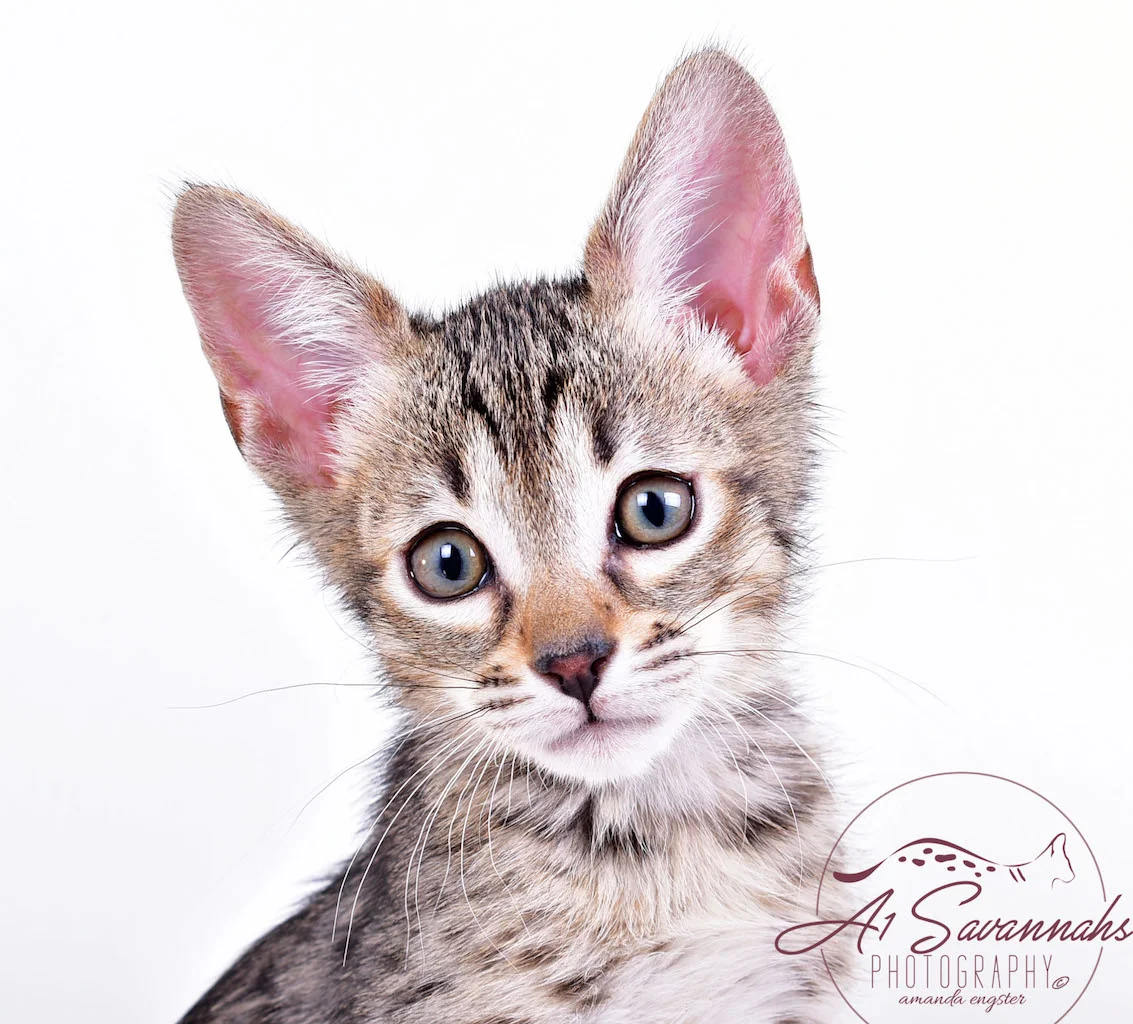 A1Savannahs Syrus SBT Male Savannah Kitten