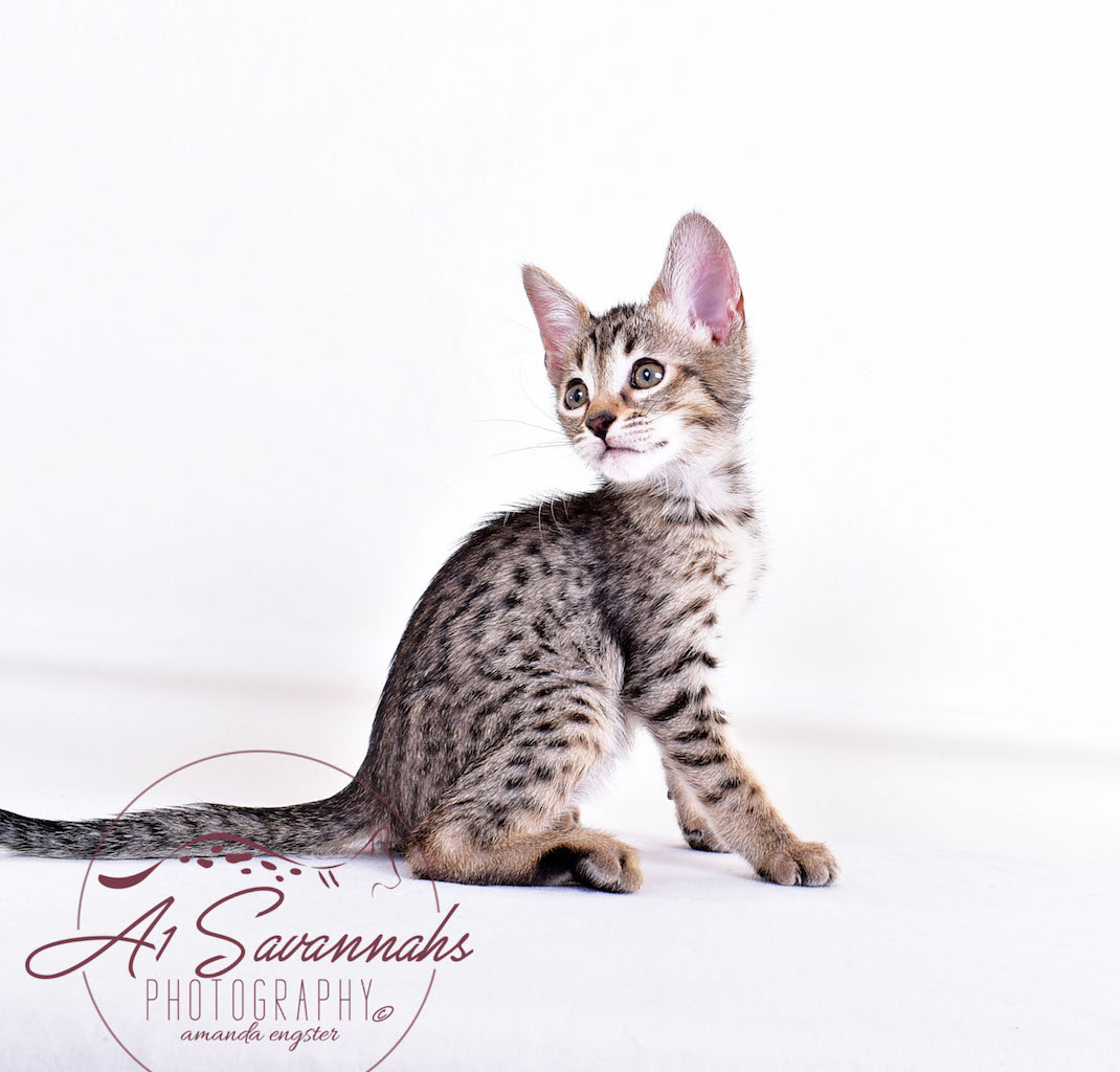 A1Savannahs Syrus SBT Male Savannah Kitten
