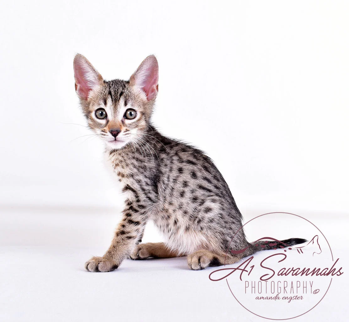 A1Savannahs Syrus SBT Male Savannah Kitten