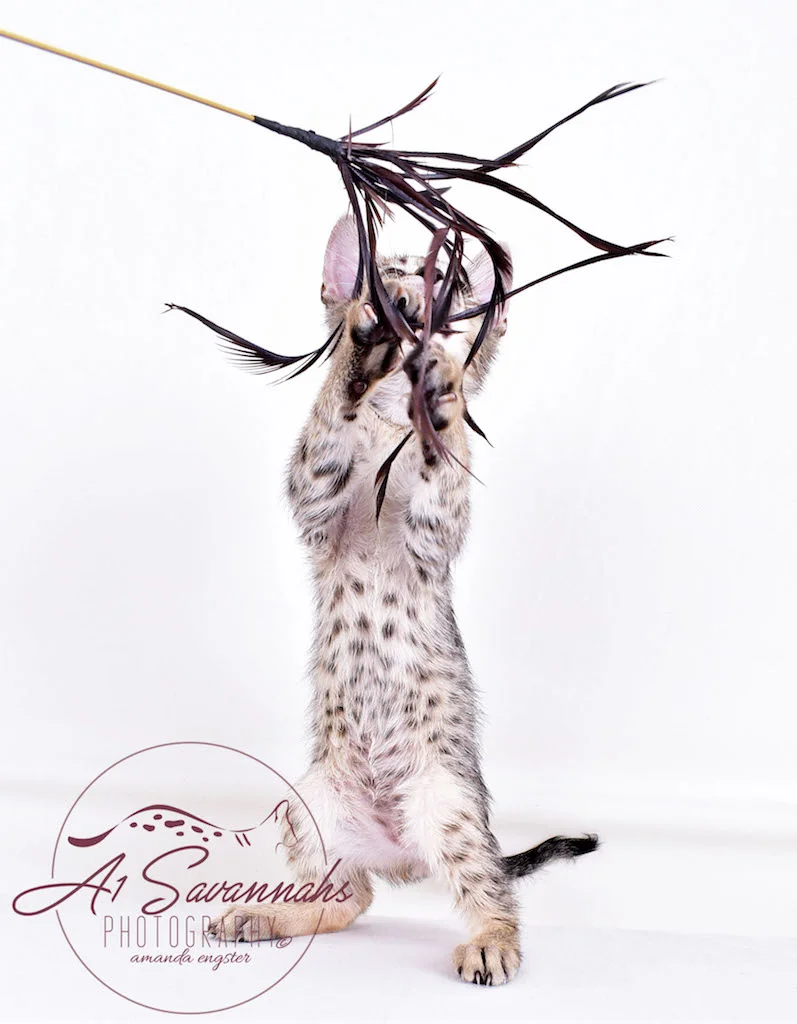 A1Savannahs Syrus SBT Male Savannah Kitten