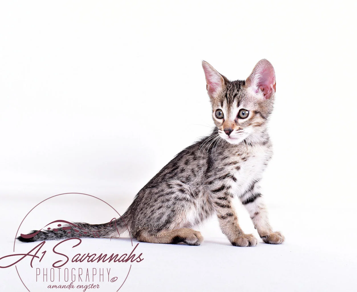 A1Savannahs Syrus SBT Male Savannah Kitten