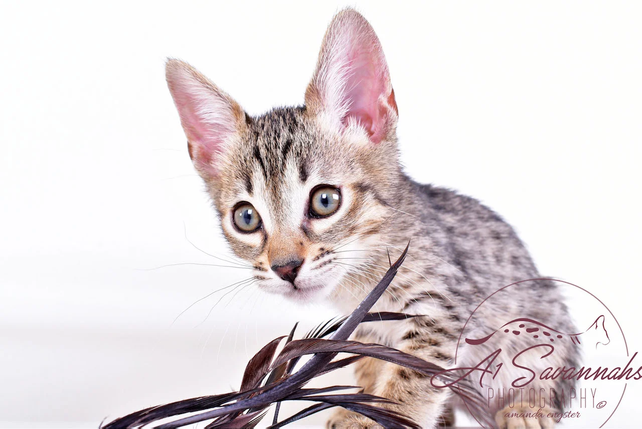 A1Savannahs Syrus SBT Male Savannah Kitten