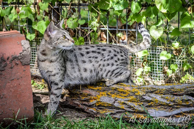 A1 Savannahs F2 Female Anoush