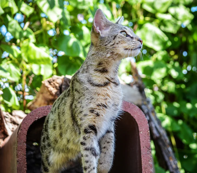 A1 Savannahs F2 Female Anoush