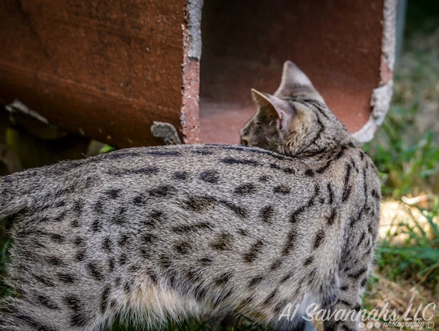 A1 Savannahs F2 Female Anoush