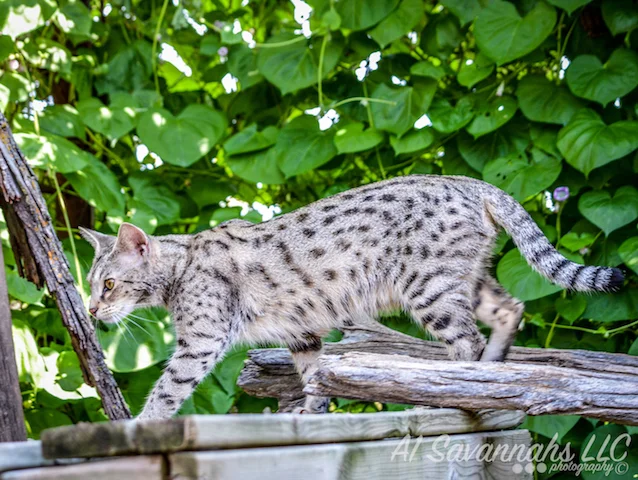 A1 Savannahs F2 Female Anoush