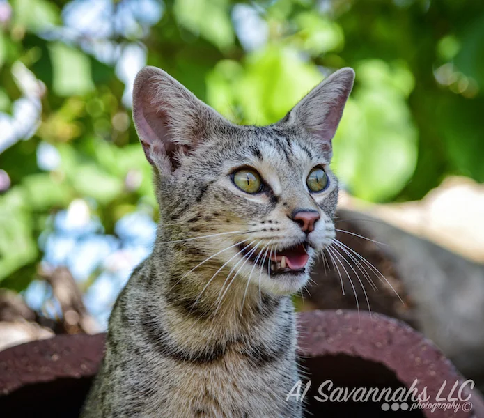 A1 Savannahs F2 Female Anoush