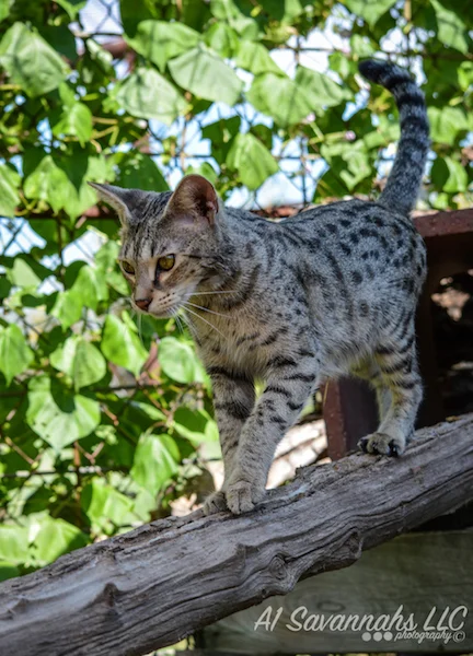 A1 Savannahs F2 Female Anoush