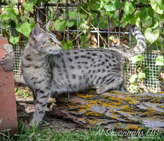A1 Savannahs F2 Female Anoush