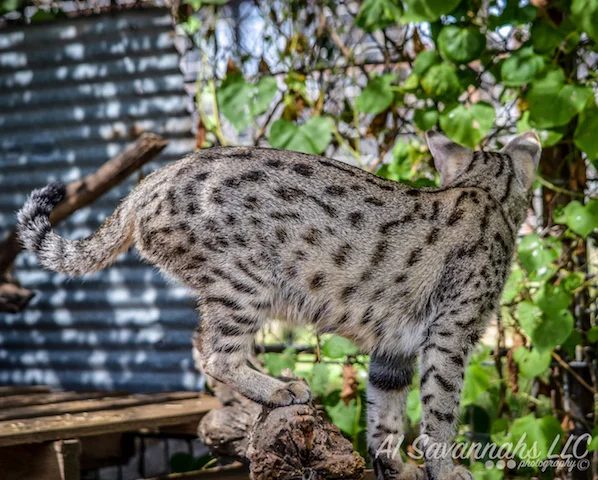 A1 Savannahs F2 Female Anoush