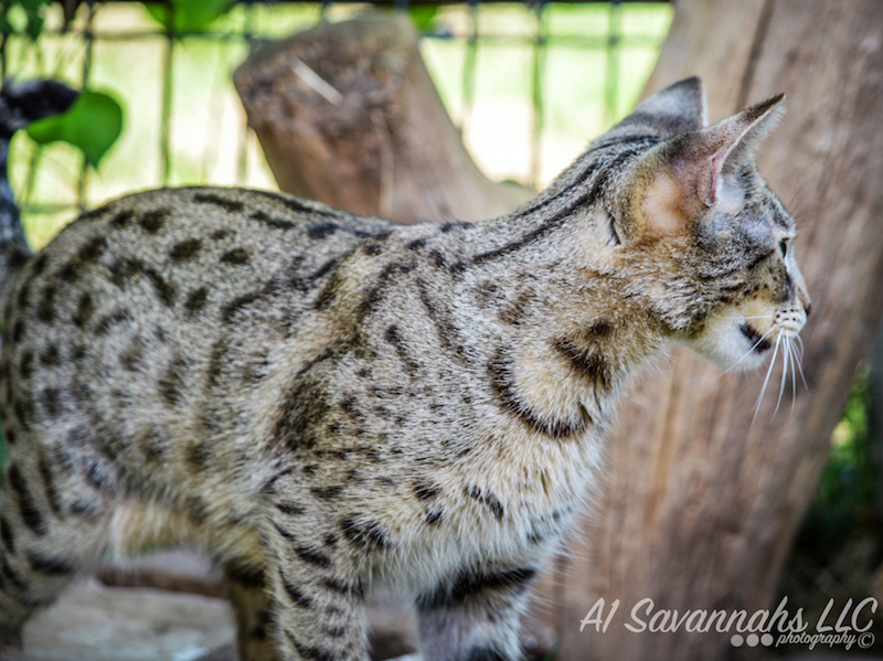 A1 Savannahs F2 Female Anoush