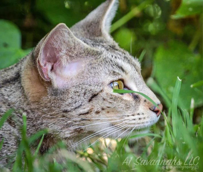 A1 Savannahs F2 Female Anoush