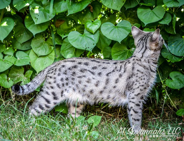 A1 Savannahs F2 Female Anoush