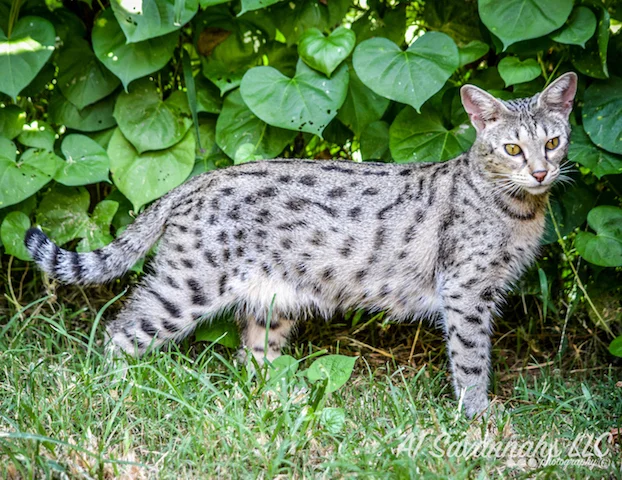 A1 Savannahs F2 Female Anoush