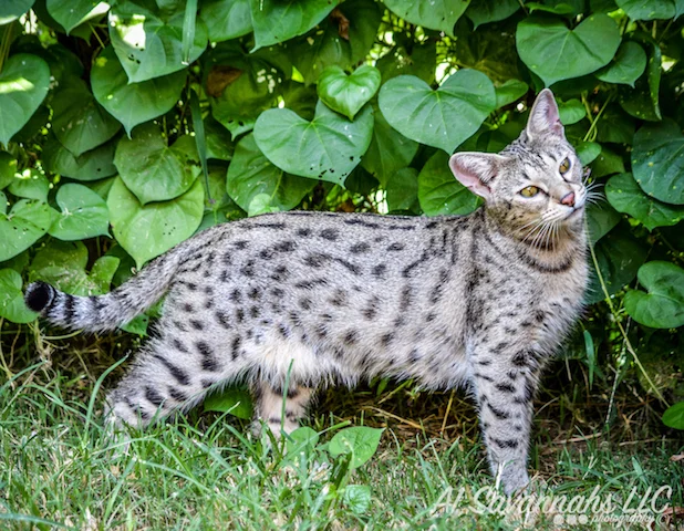 A1 Savannahs F2 Female Anoush