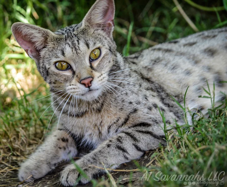 A1 Savannahs F2 Female Anoush