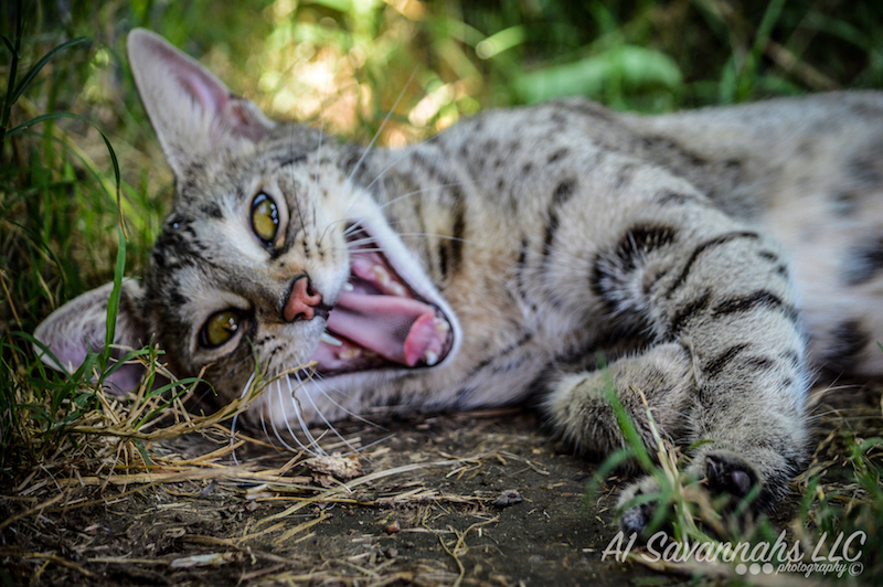 A1 Savannahs F2 Female Anoush