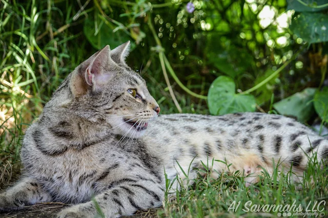 A1 Savannahs F2 Female Anoush