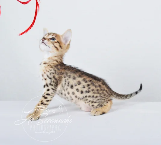 A1 Savannahs SBT Male Chance