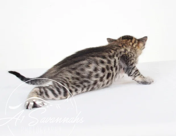 A1 Savannahs SBT Female Gwynn (Wagyu)
