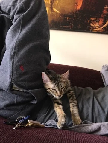 A1 Savannahs SBT Female Gwynn (Wagyu)