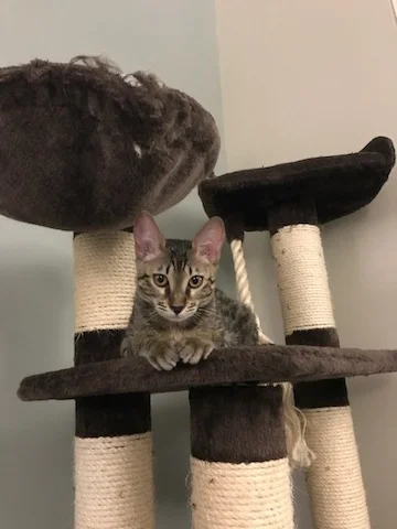 A1 Savannahs SBT Female Gwynn (Wagyu)