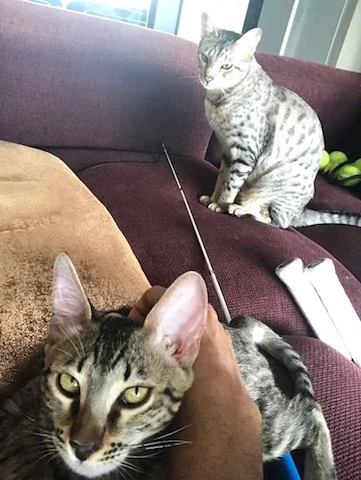 A1 Savannahs SBT Female Gwynn (Wagyu)