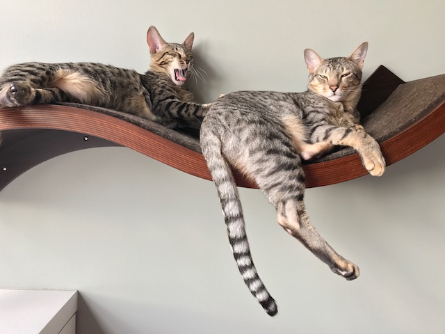 A1 Savannahs SBT Female Gwynn (Wagyu)