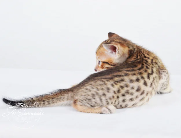 A1 Savannahs SBT  Male Shiloh