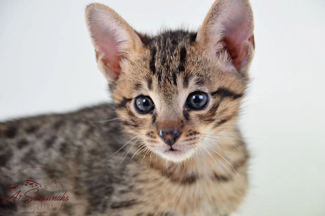 A1 Savannahs F3  Male Issac