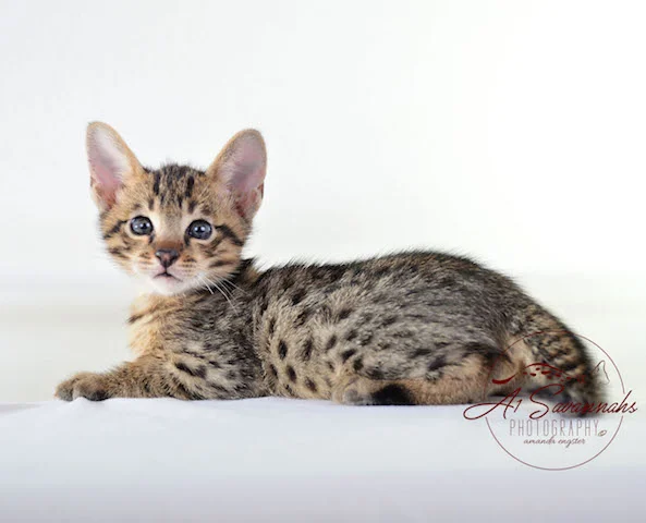 A1 Savannahs F3  Male Issac