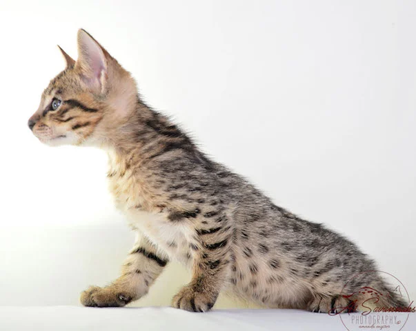 A1 Savannahs F3  Male Issac
