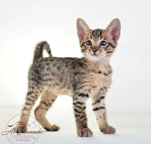 A1 Savannahs F3  Male Issac