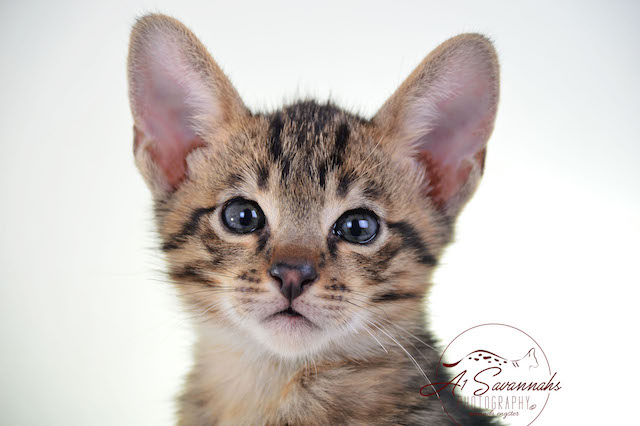 A1 Savannahs F3  Male Issac