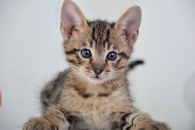 A1 Savannahs F3  Male Issac