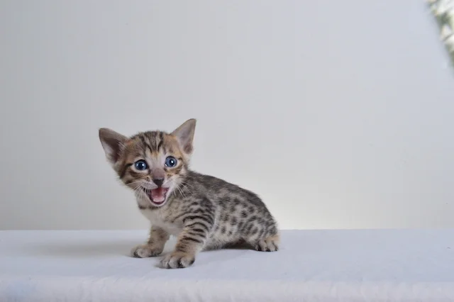 A1 Savannahs F5 Male Austin Savannah Kitten - Savannah Cats and Kittens For Sale